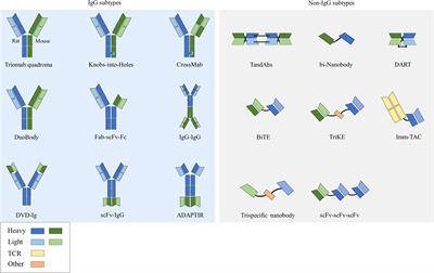 Frontiers | Immunotherapeutic Progress And Application Of Bispecific ...